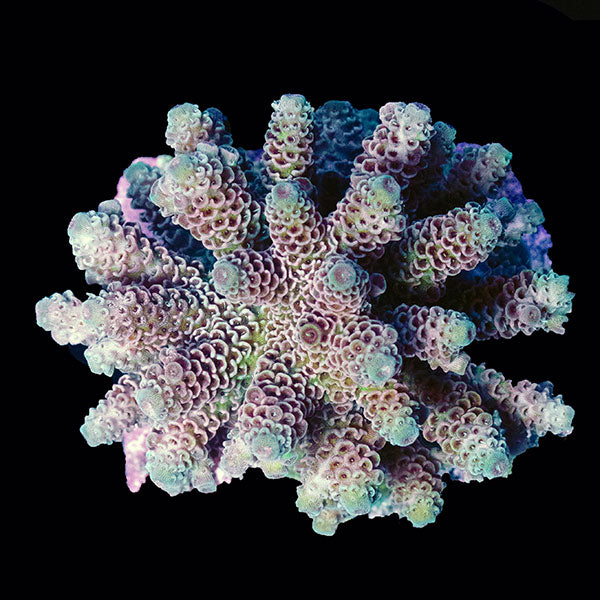 WYSIWYG cultured Acropora small 27