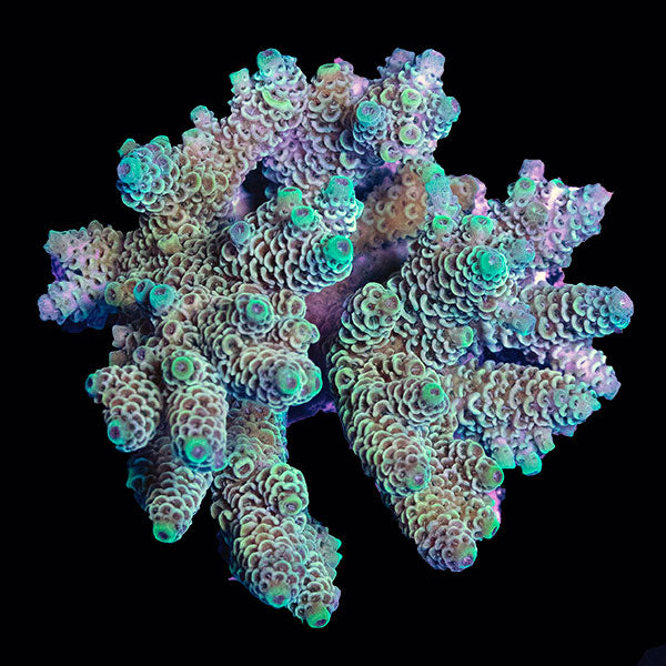 WYSIWYG cultured Acropora small 28