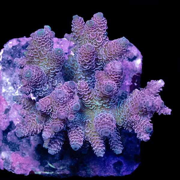 WYSIWYG cultured Acropora small 29