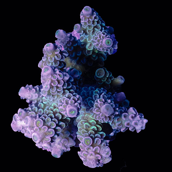 WYSIWYG cultured Acropora small 2