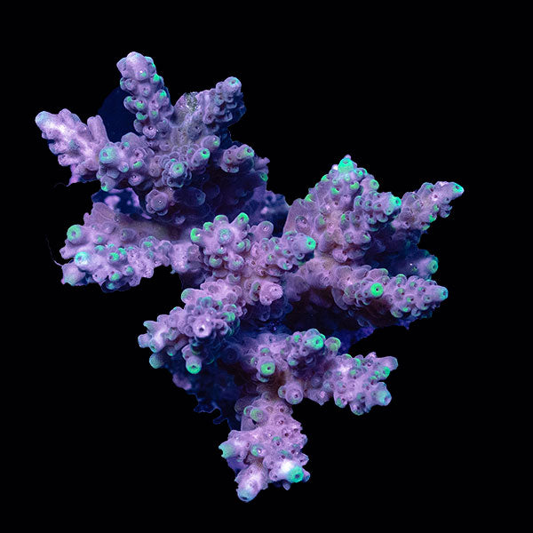 WYSIWYG cultured Acropora small 30