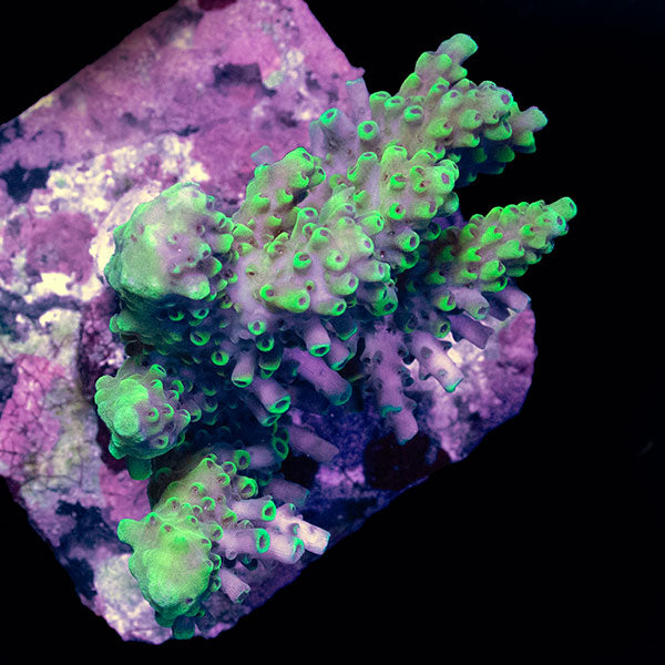 WYSIWYG cultured Acropora small 31