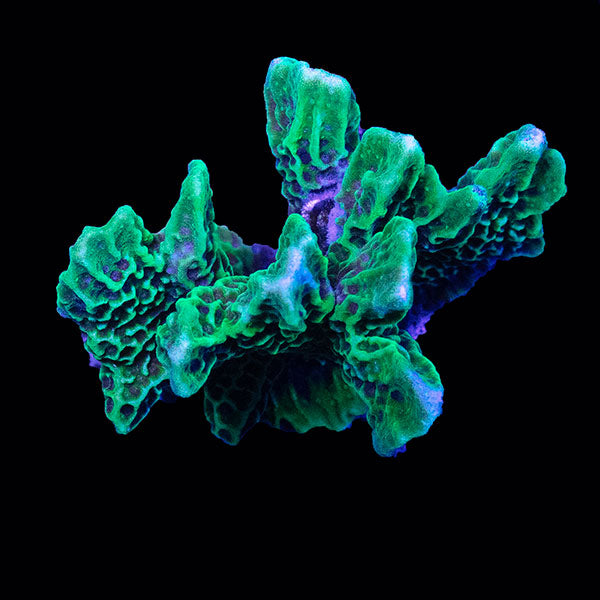 WYSIWYG cultured branching Montipora 32