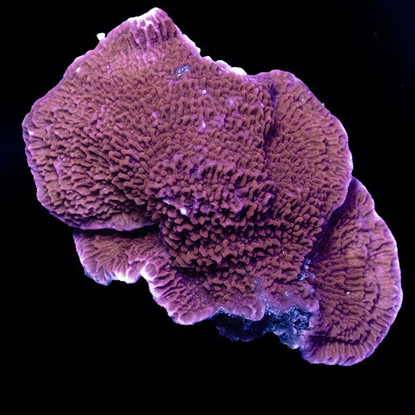 WYSIWYG cultured plating Montipora 33