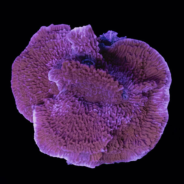 WYSIWYG cultured plating Montipora 34