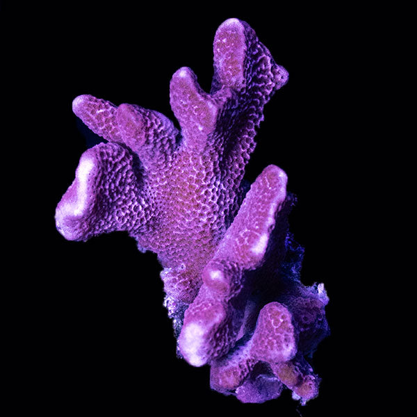 WYSIWYG cultured Montipora small 35