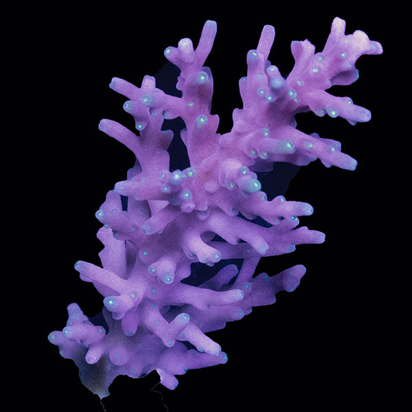WYSIWYG cultured Acropora small 36