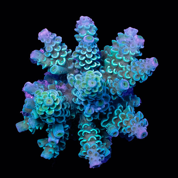 WYSIWYG cultured Acropora small 3