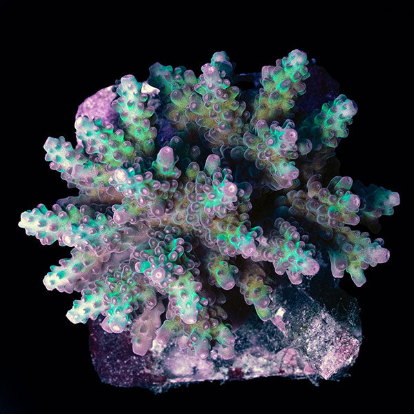 WYSIWYG cultured Acropora small 6