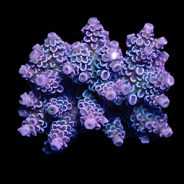WYSIWYG cultured Acropora small 8