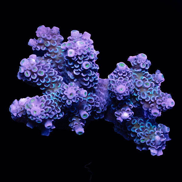 WYSIWYG cultured Acropora small 9