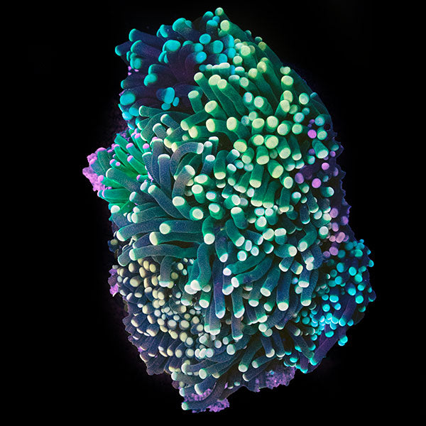 WYSIWYG cultured Torch Multicolor Garden 1