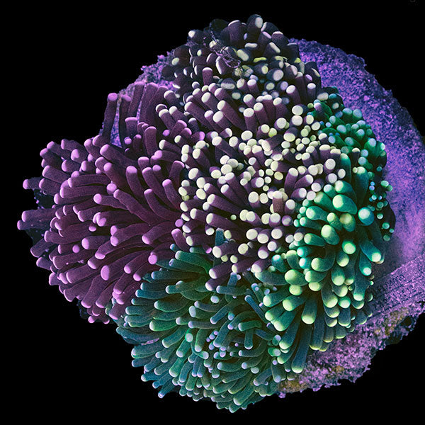 WYSIWYG cultured Torch Multicolor Garden 2