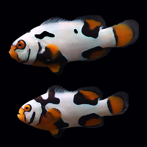 WYSIWYG Bali captive bred Black Helmet Picasso Clownfish Pair 1