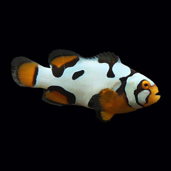 WYSIWYG Bali captive bred Black Helmet Picasso Clownfish Pair 1