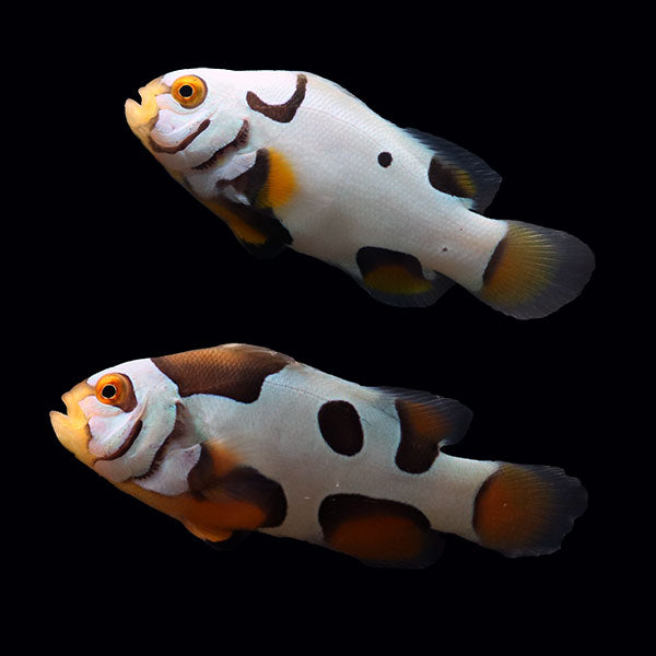 WYSIWYG Bali captive bred Black Helmet Picasso Clownfish Pair 2