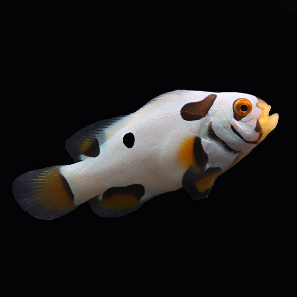 WYSIWYG Bali captive bred Black Helmet Picasso Clownfish Pair 2