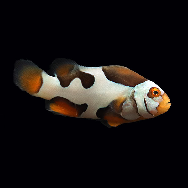 WYSIWYG Bali captive bred Black Helmet Picasso Clownfish Pair 2