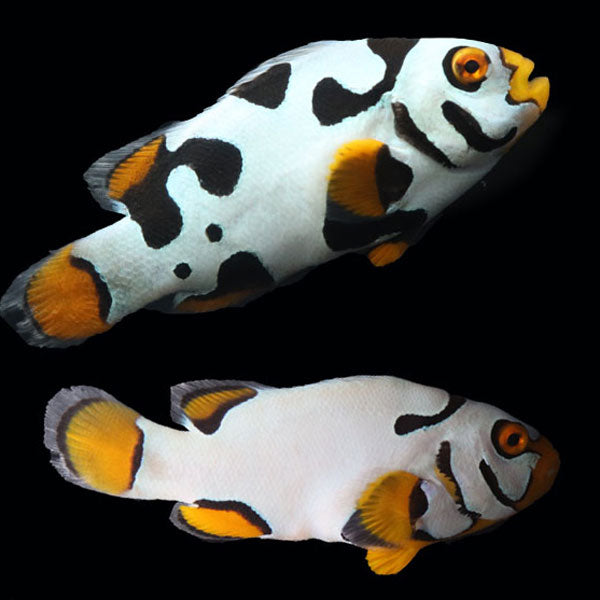 WYSIWYG Bali captive bred Black Helmet Picasso Clownfish Pair 3