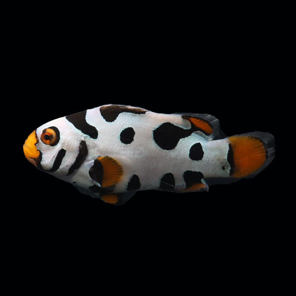 WYSIWYG Bali captive bred Black Helmet Picasso Clownfish Pair 3