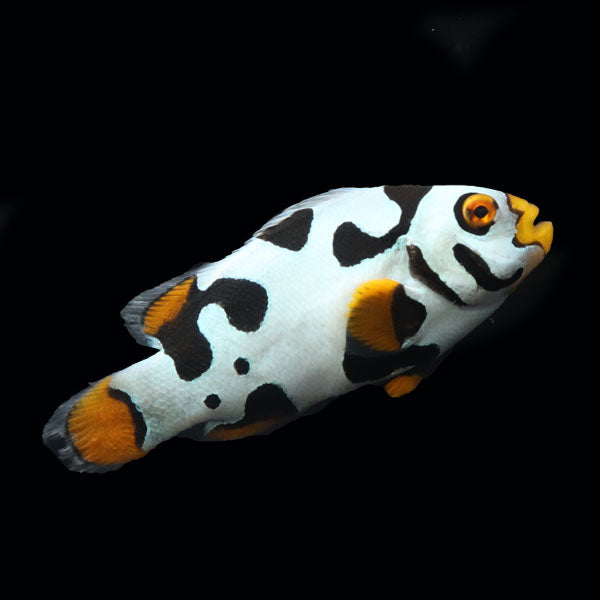 WYSIWYG Bali captive bred Black Helmet Picasso Clownfish Pair 3