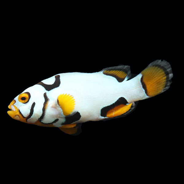 WYSIWYG Bali captive bred Black Helmet Picasso Clownfish Pair 3