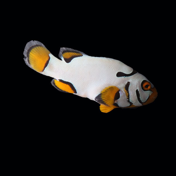 WYSIWYG Bali captive bred Black Helmet Picasso Clownfish Pair 3