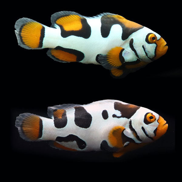 WYSIWYG Bali captive bred Black Helmet Picasso Clownfish Pair 4