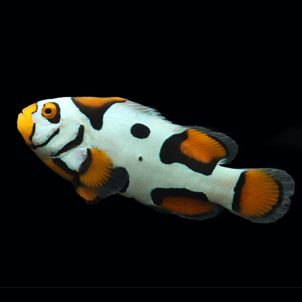 WYSIWYG Bali captive bred Black Helmet Picasso Clownfish Pair 4