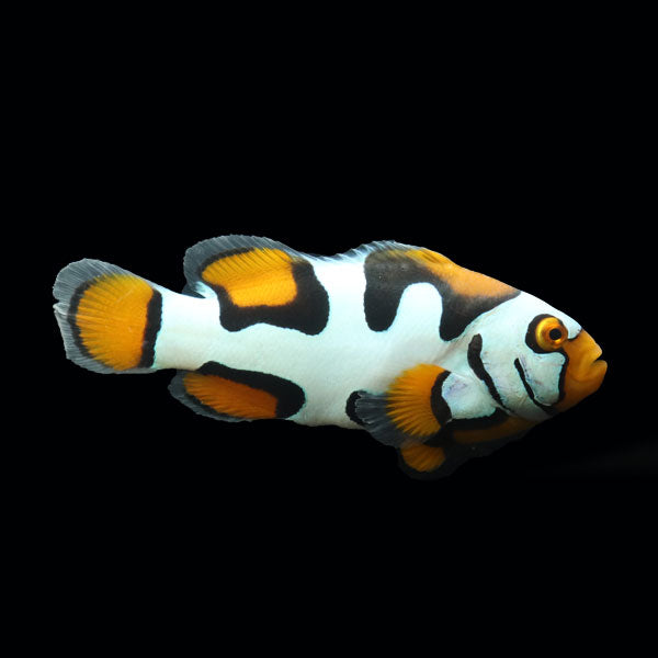 WYSIWYG Bali captive bred Black Helmet Picasso Clownfish Pair 4