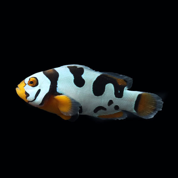 WYSIWYG Bali captive bred Black Helmet Picasso Clownfish Pair 4