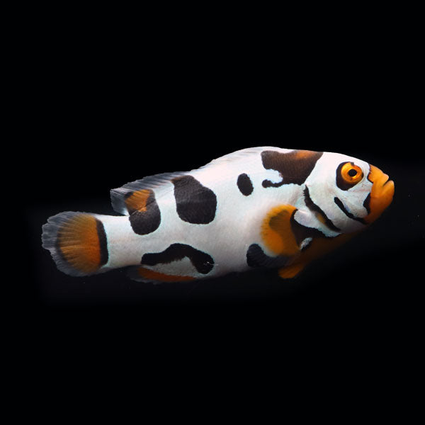 WYSIWYG Bali captive bred Black Helmet Picasso Clownfish Pair 4