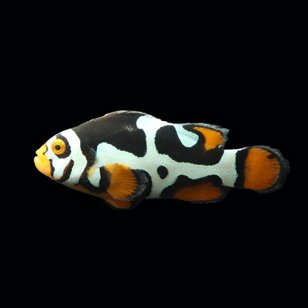 WYSIWYG Bali captive bred Black Helmet Picasso Clownfish Pair 5