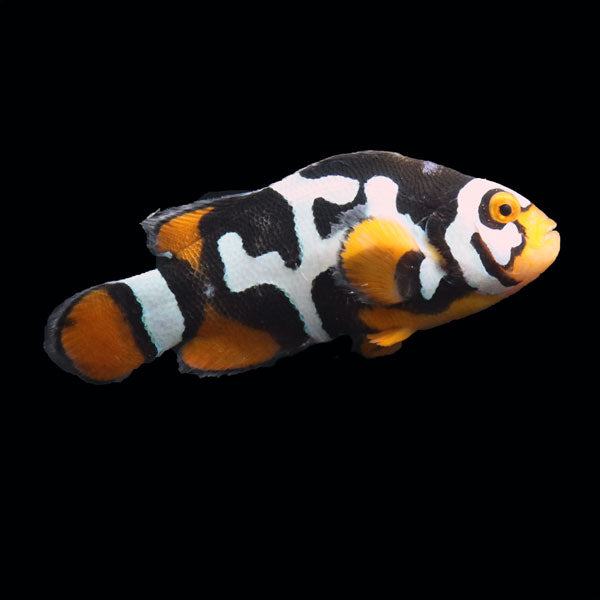 WYSIWYG Bali captive bred Black Helmet Picasso Clownfish Pair 5