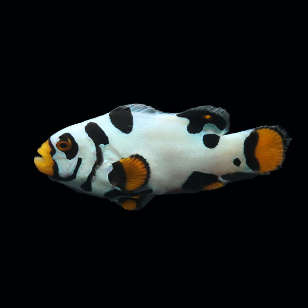 WYSIWYG Bali captive bred Black Helmet Picasso Clownfish Pair 5