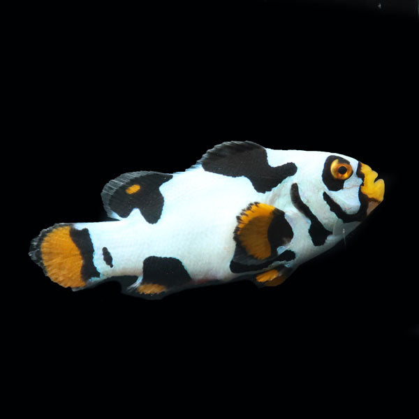 WYSIWYG Bali captive bred Black Helmet Picasso Clownfish Pair 5