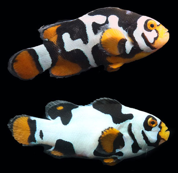 WYSIWYG Bali captive bred Black Helmet Picasso Clownfish Pair 5