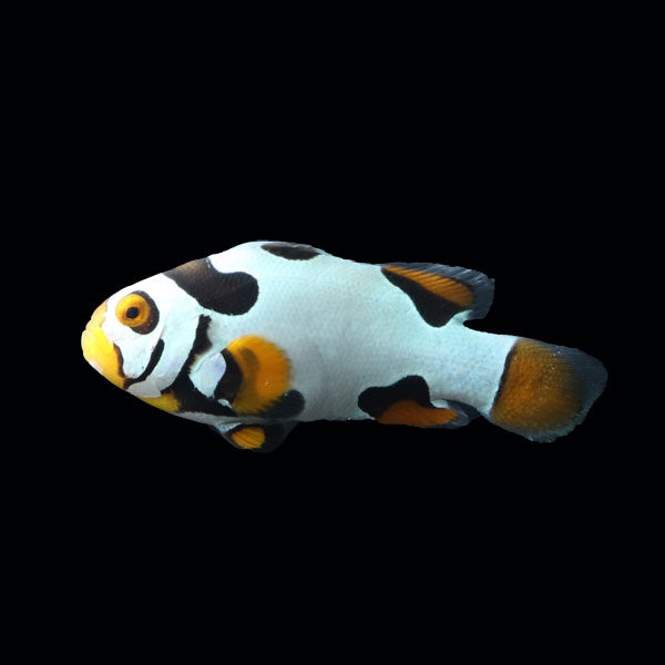 WYSIWYG Bali captive bred Black Helmet Picasso Clownfish Pair 6