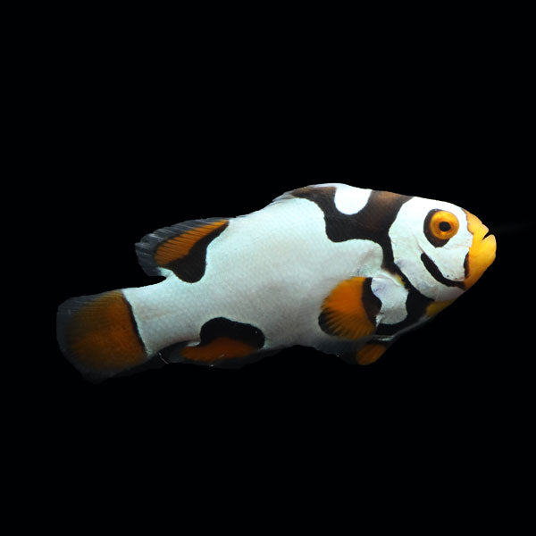 WYSIWYG Bali captive bred Black Helmet Picasso Clownfish Pair 6