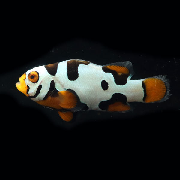 WYSIWYG Bali captive bred Black Helmet Picasso Clownfish Pair 6