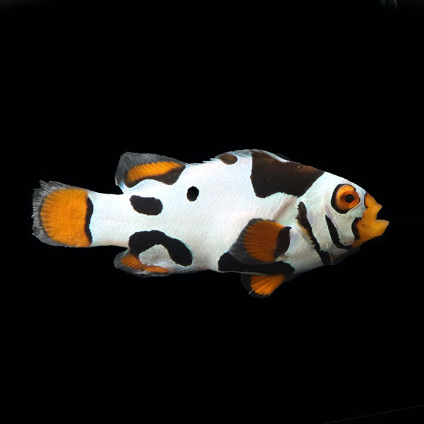 WYSIWYG Bali captive bred Black Helmet Picasso Clownfish Pair 6