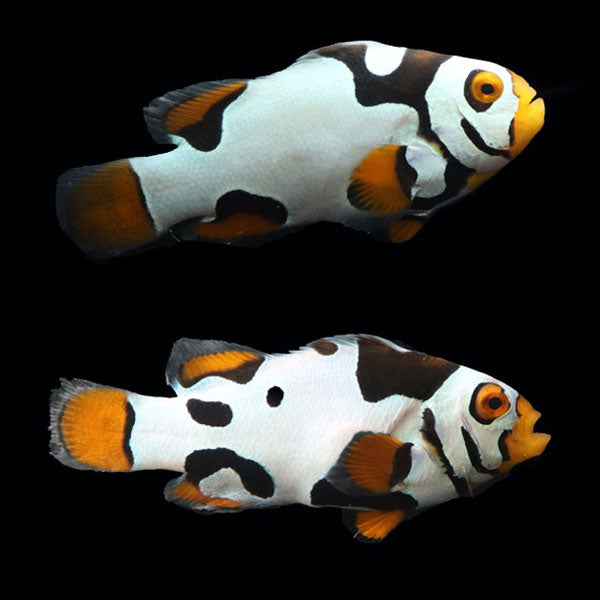 WYSIWYG Bali captive bred Black Helmet Picasso Clownfish Pair 6