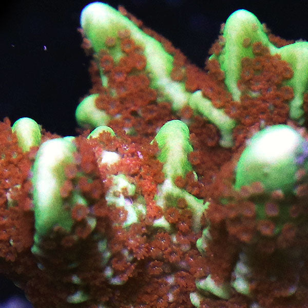 WYSIWYG cultured Forest Fire Montipora digitata D4