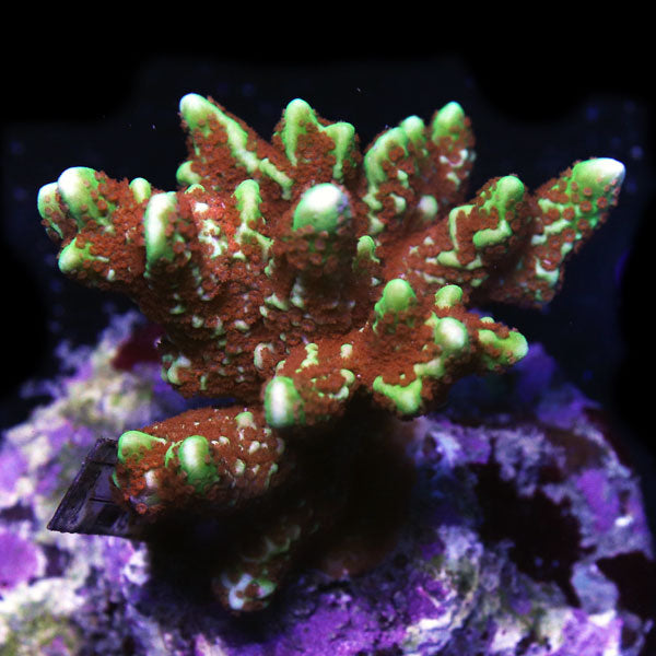 WYSIWYG cultured Forest Fire Montipora digitata D4