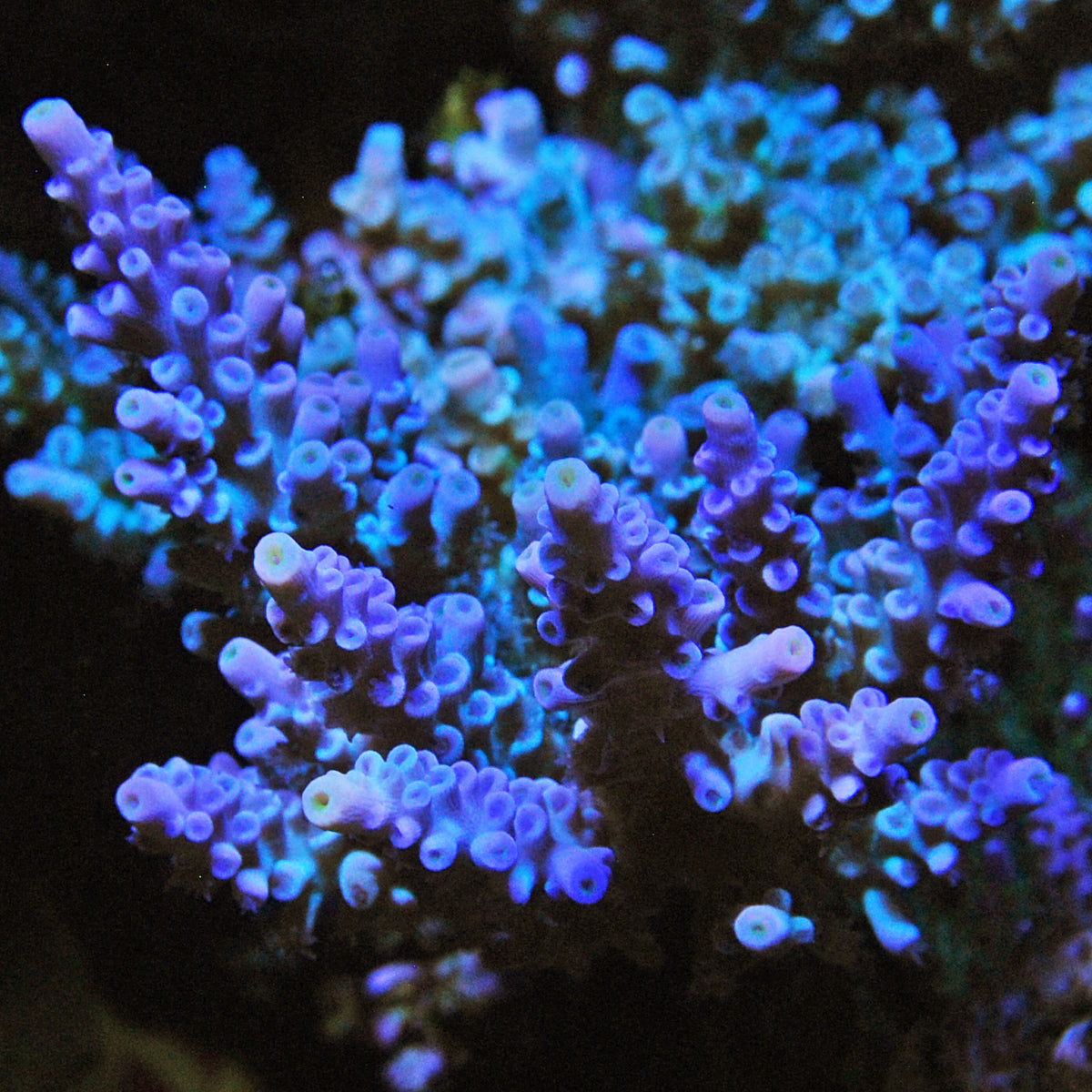 Biota Palau Manu&#39;s Blue Bottlebrush Acropora Mini-colony Grade A