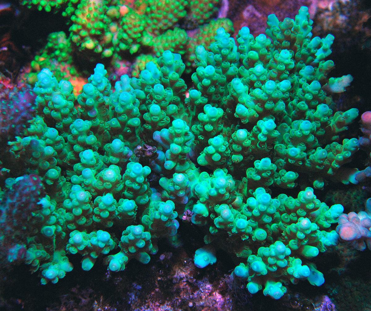 Biota Palau Turtle Bay Acropora mini-colony - The Biota Group