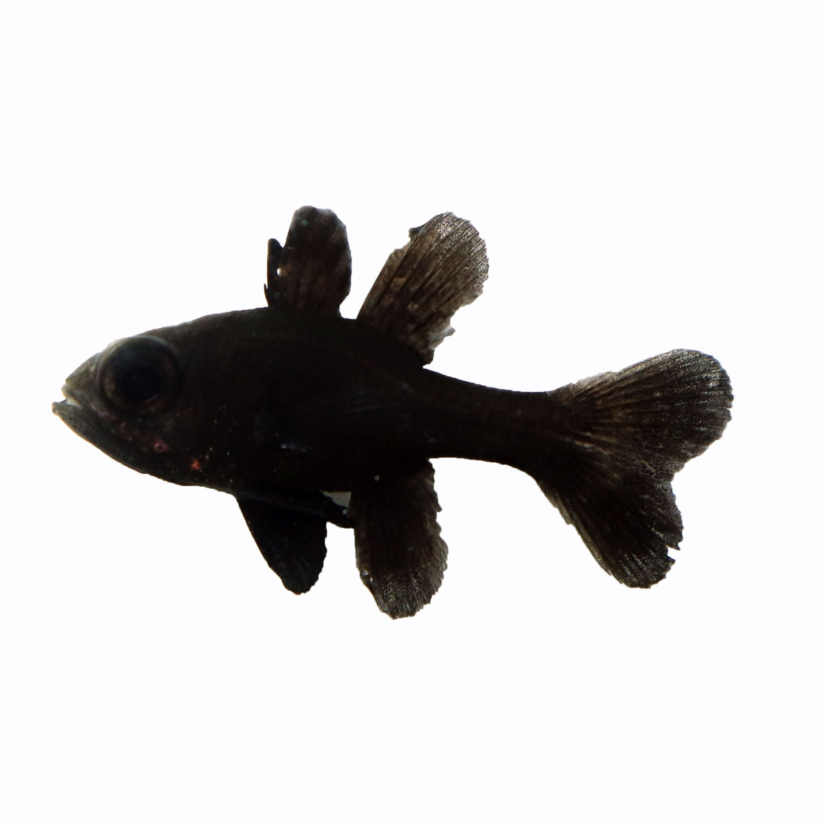 Black Cardinalfish