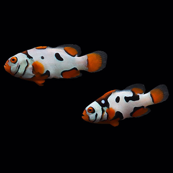 WYSIWYG Bali captive bred Black Helmet Picasso Clownfish Pair 1