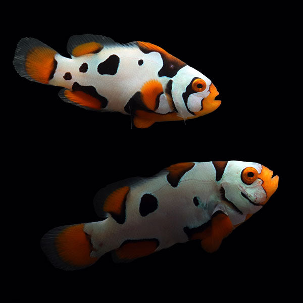 WYSIWYG Bali captive bred Black Helmet Picasso Clownfish Pair 1
