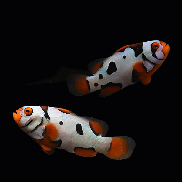 WYSIWYG Bali captive bred Black Helmet Picasso Clownfish Pair 1